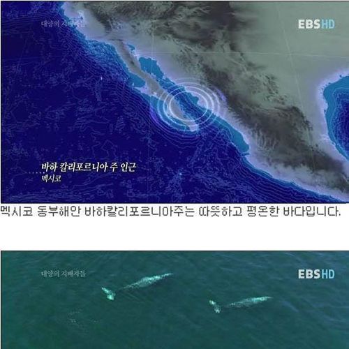 인간을 용서한 고래.jpg