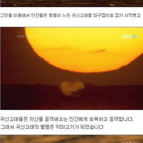 인간을 용서한 고래.jpg
