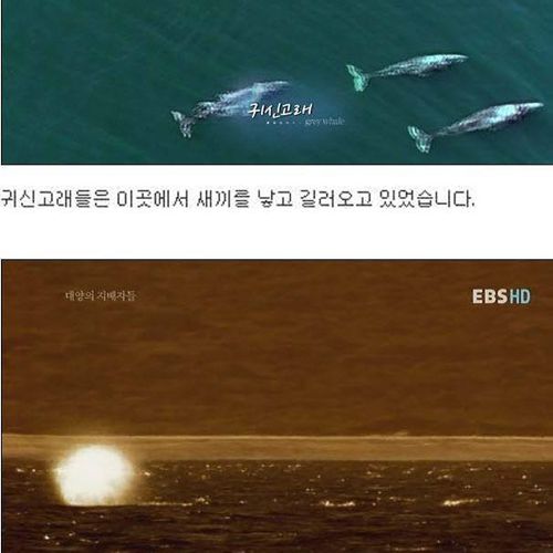 인간을 용서한 고래.jpg