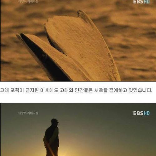 인간을 용서한 고래.jpg