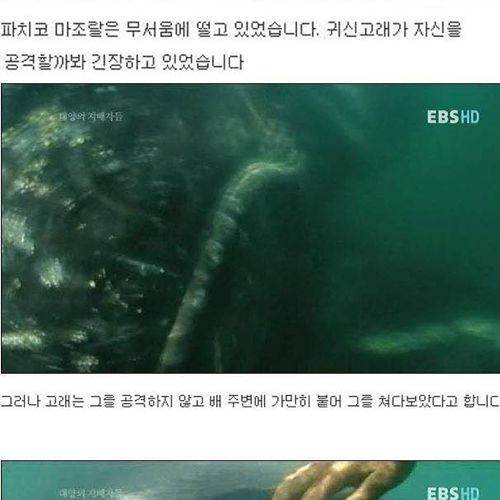 인간을 용서한 고래.jpg