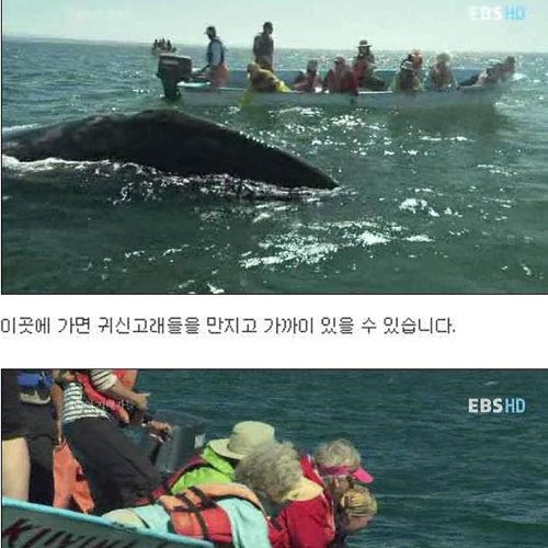 인간을 용서한 고래.jpg