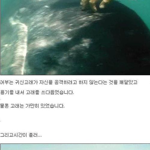 인간을 용서한 고래.jpg