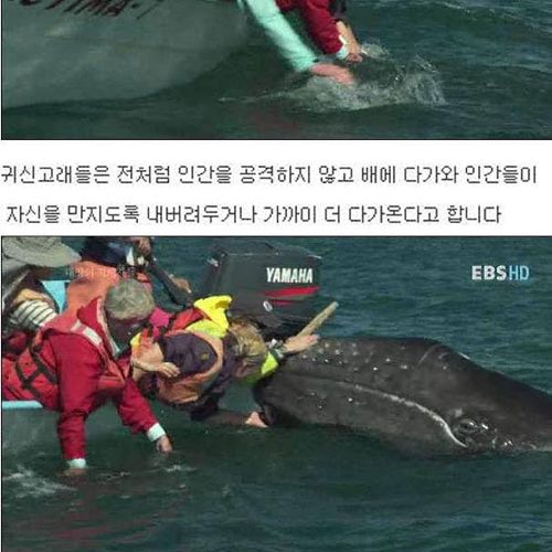 인간을 용서한 고래.jpg