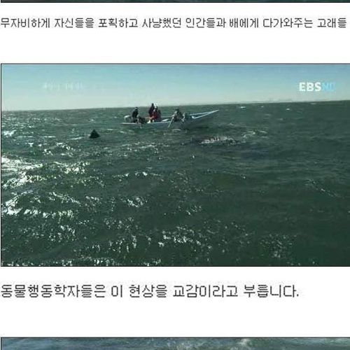 인간을 용서한 고래.jpg