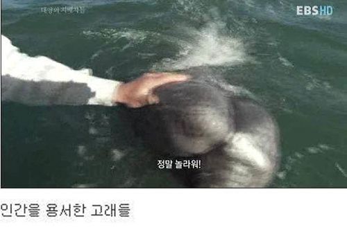 인간을 용서한 고래.jpg