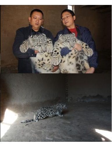 흰고양이를 잡았어요.jpg