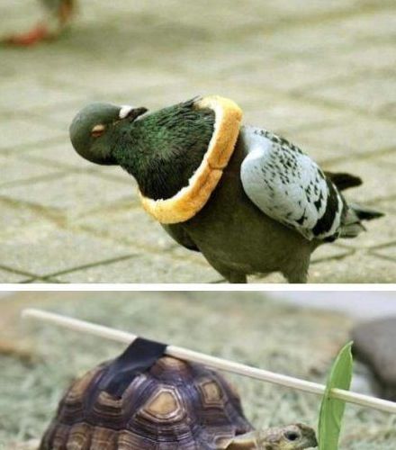 동물 능욕하기.jpg
