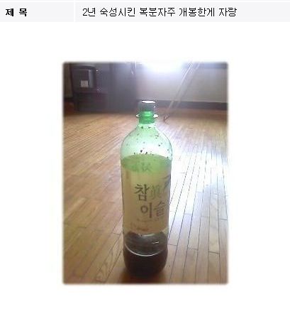 복분자 폭발.jpg