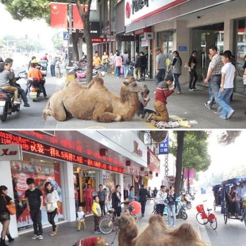 대륙의 구걸.jpg