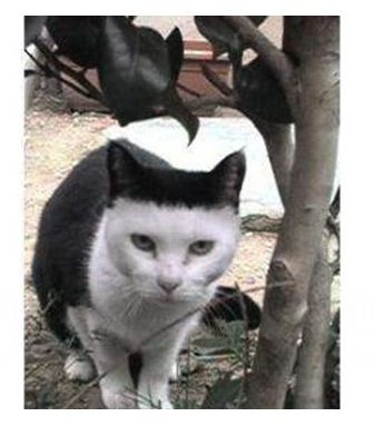 앞머리 잘린 고양이.jpg