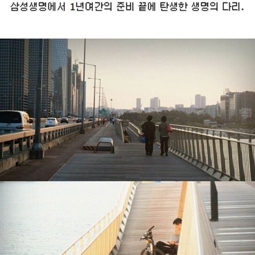 [스압]생명의 다리.jpg