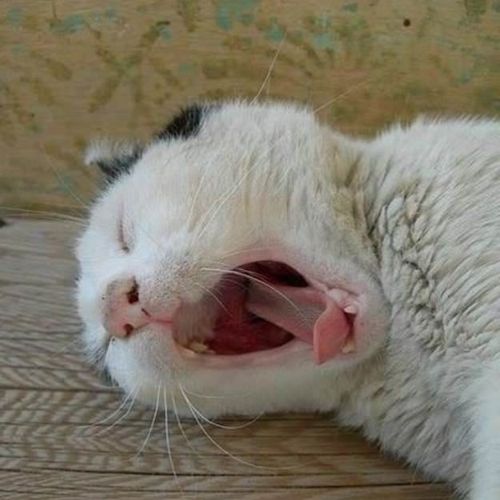이모티콘.nayng