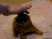 건들면 발로 차버릴꺼야.gif