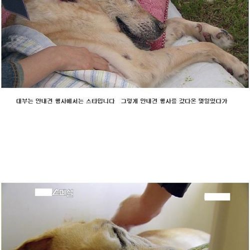[스압]안내견 대부.jpg