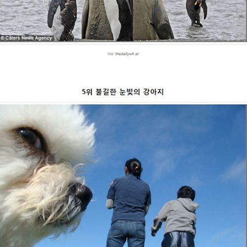 귀여운 동물 불청객들.jpg