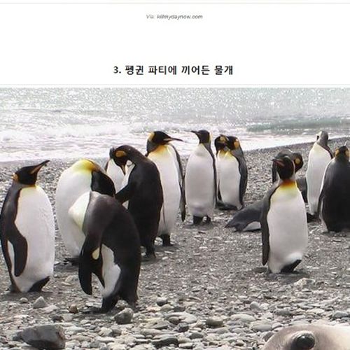 귀여운 동물 불청객들.jpg