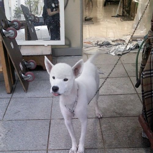 멍멍이의 털빨.jpg