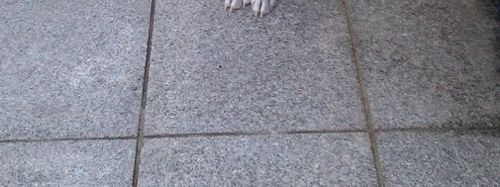 멍멍이의 털빨.jpg