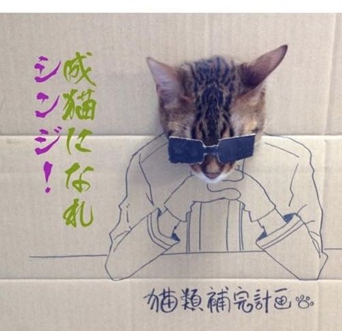 골판지에 그린 고양이.jpg