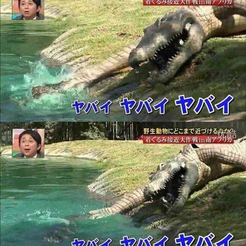 열도의 못말리는 예능1.jpg