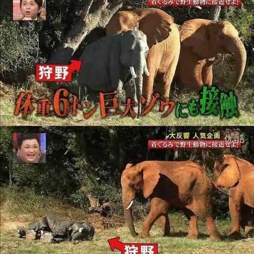 열도의 못말리는 예능2.jpg