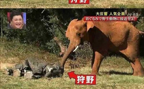 열도의 못말리는 예능2.jpg