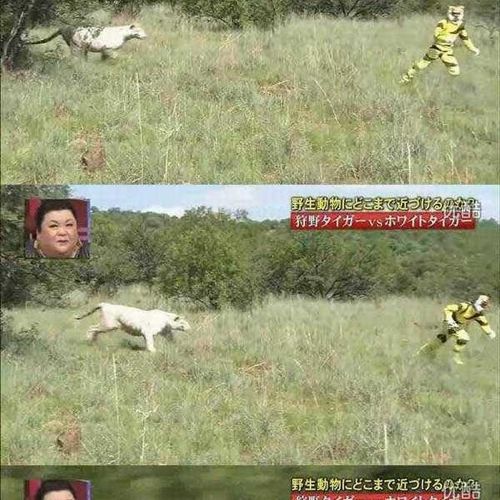 열도의 못말리는 예능2.jpg