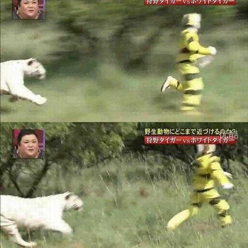 열도의 못말리는 예능2.jpg