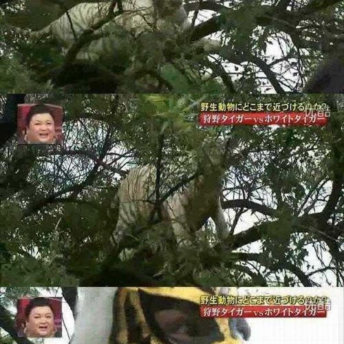 열도의 못말리는 예능2.jpg