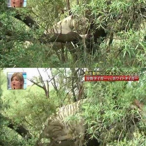 열도의 못말리는 예능2.jpg