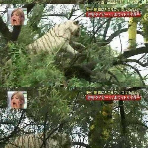 열도의 못말리는 예능2.jpg