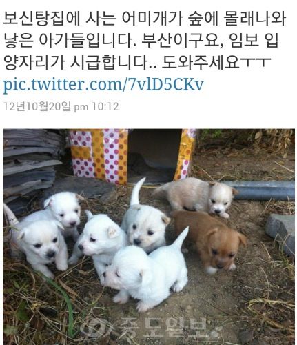 새끼 낳고 보신탕집 돌아간 개