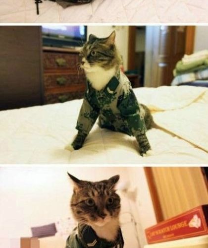 군대가냥.jpg