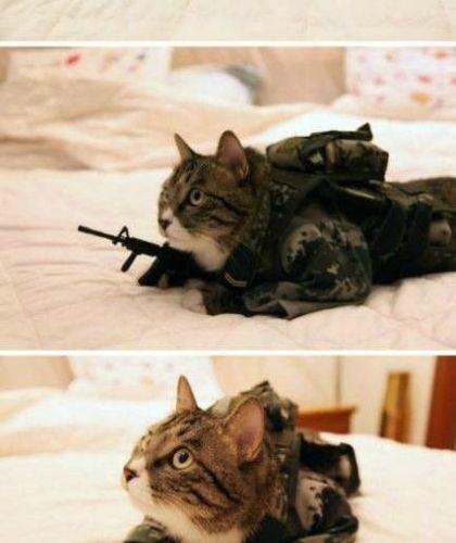 군대가냥.jpg