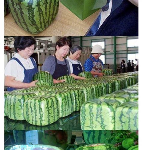 11만원짜리 수박.jpg