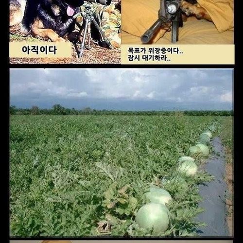 동물 스나이퍼.jpg