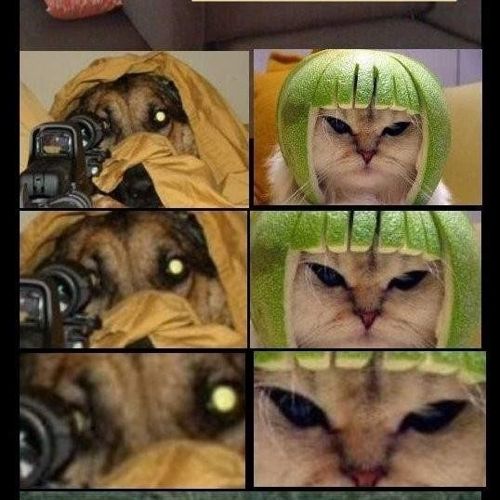 동물 스나이퍼.jpg