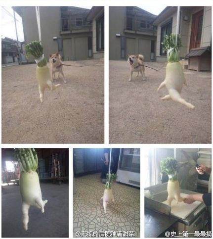 러시앤캐시 중국진출 실사.jpg