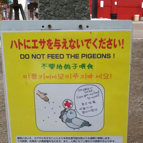 비둘기가 알아서 한다.jpg