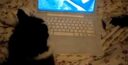 고양이 인셉션.jpg