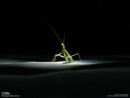 [스압]내셔널 지오그래픽 오늘의 사진