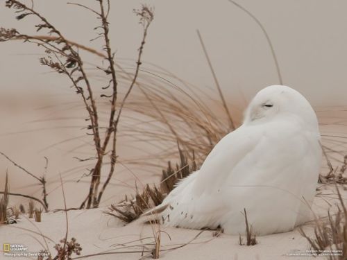 [스압]내셔널 지오그래픽 오늘의 사진