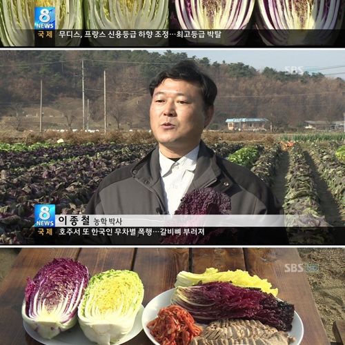 세계 최초 보라배추 개발.JPG