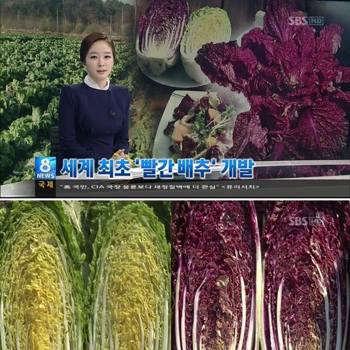 세계 최초 보라배추 개발.JPG