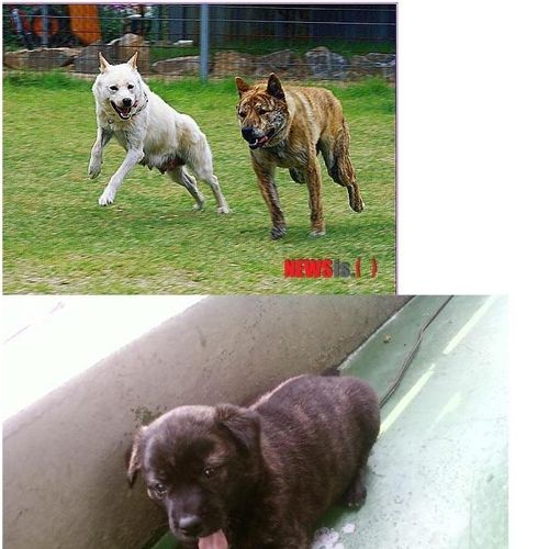 토종의 포스.jpg