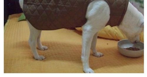 요즘 개나소나 깔깔이.jpg