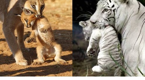 애기냥이 챙기는 엄마냥.jpg