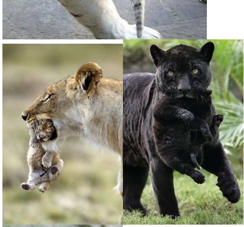 애기냥이 챙기는 엄마냥.jpg