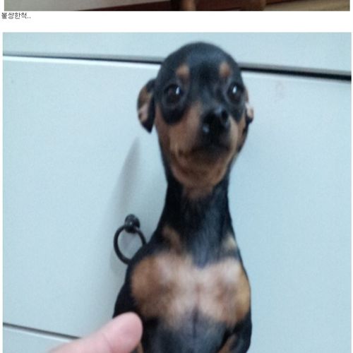 혈압오르는 만행.jpg